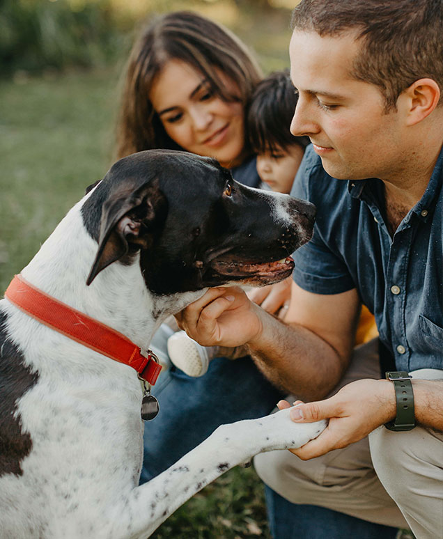 adopted dog mandy finds loving new home rspca queensland